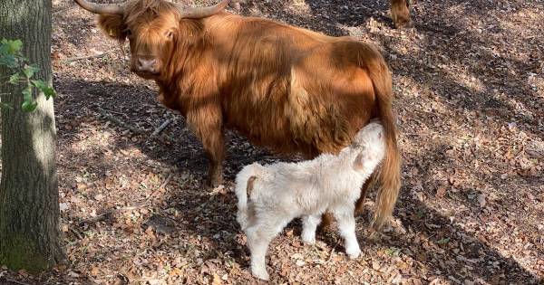 Tijdelijke attractie De Kuilen niet zonder gevaar, maar witte kalf is wel 'super cute' - De Gelderla