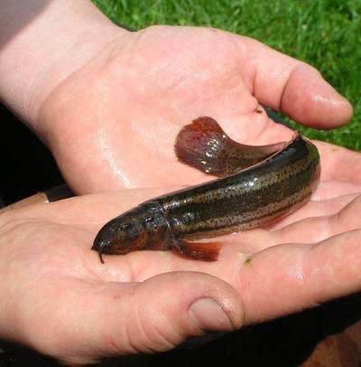 Wageningen redt modderkruiper met Rijnwater