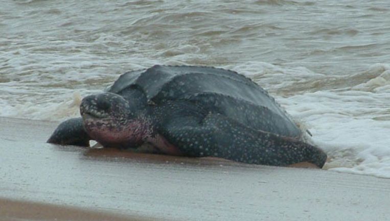 Uitgelezene Levende lederschildpad voor de kust van Texel | Dieren DP-28