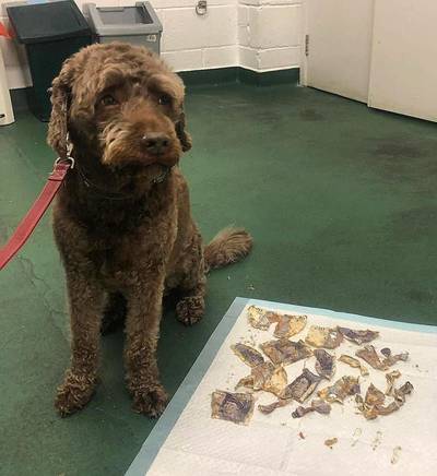 Dierenarts laat hond voor 150 euro braken om 180 euro uit zijn maag te krijgen