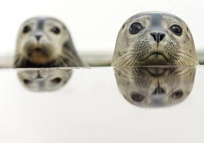 Commissie onderzoekt opvang zeehonden