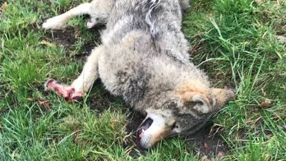 Tweede wolf in Vlaanderen doodgereden in Limburg