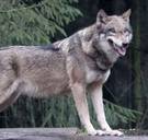 Wolf zwerft door Antwerpse Kempen: ‘Hij is allicht weer weg, maar er zijn er nog op komst’