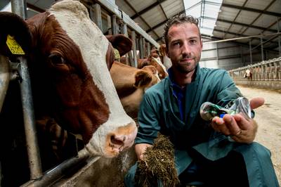 Rondzwervend afval scheurt magen van koeien open