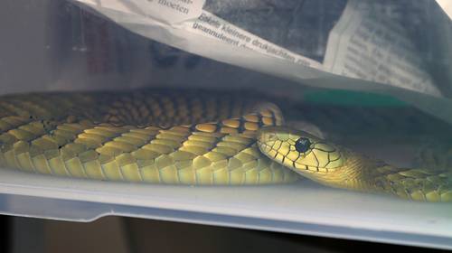 Tiener (18) houdt cobra’s en dertigtal andere gevaarlijke slangen als huisdier