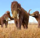 Cellen van bevroren mammoet na 28.000 jaar gereactiveerd... in muis