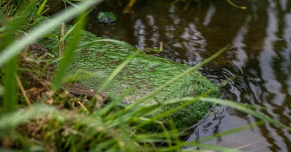 Niet zwemmen in Hanzeland door blauwalg
