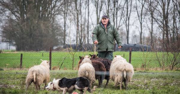 Stormachtig schapen drijven in Heteren en Renkum