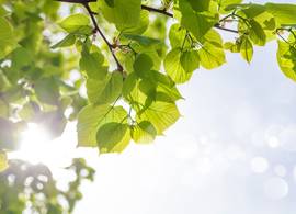 Volgende week wordt het weer zomers