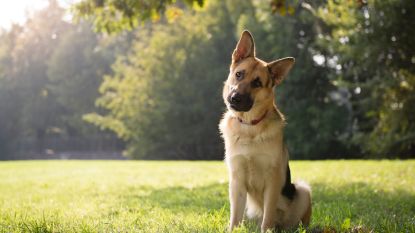 Hond doodgeschoten tijdens wandeling in Voerstreek: "Dit is afschuwelijk"