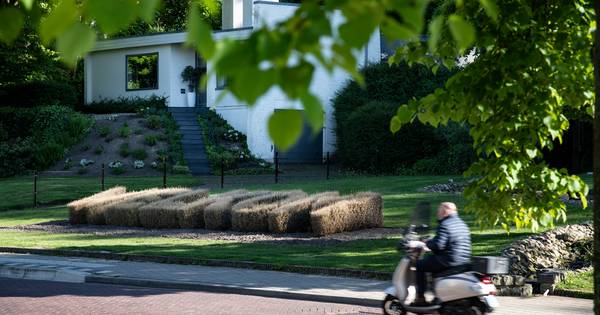 De buxusmot molt ook de welkomsthaag in Beek, wat nu?