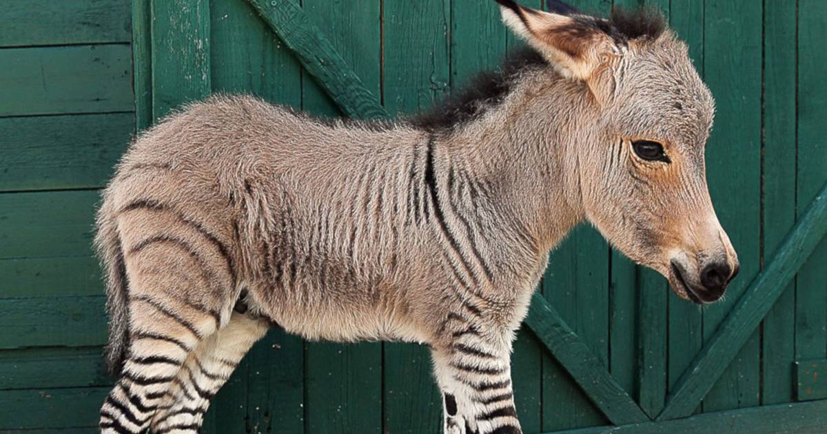 Dit is wat kan gebeuren als je zebra en ezel in dezelfde wei zet
