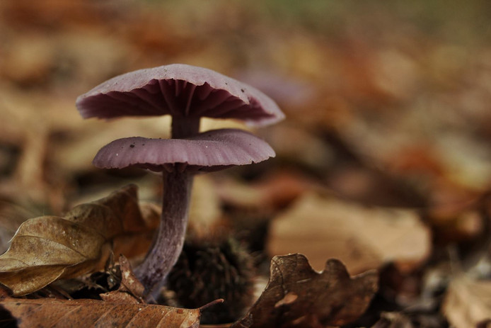 Amethistzwam (Laccaria amethystina)