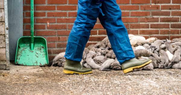 Coronavirus bij nertsenfokkerij in Oploo, 3500 dieren moeten worden geruimd - De Gelderlander