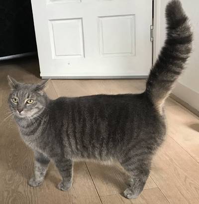 Baasje treft kat aan met metaaldraad strak om het lijfje