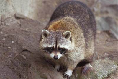 EU verplicht lidstaten om wasberen te bestrijden