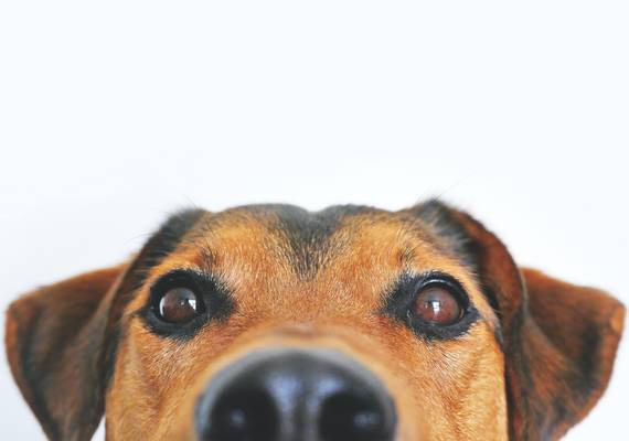 Déze hond past het beste bij jouw sterrenbeeld