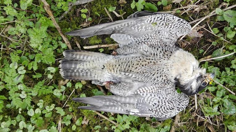 De vogel werd gevonden zonder pootjes.