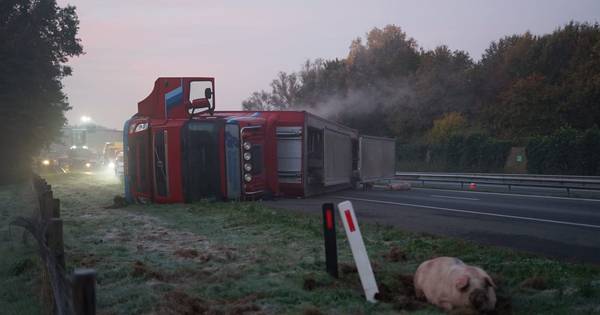 Vrachtwagen met vee belandt op kant op A50: weg weer vrij