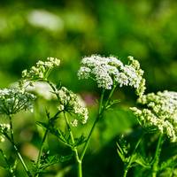 Déze gevaarlijke en giftige plant komt steeds vaker voor in Nederland
