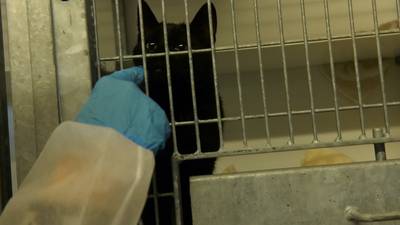 Amsterdamse schimmelkatten krijgen liefde en aandacht