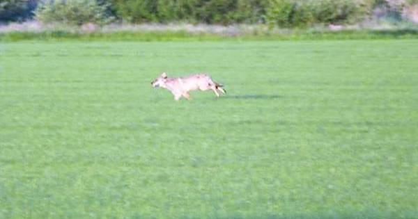 Wolf gespot in Haarsteeg: 'We hadden gehoopt dat hij naar andere omgeving zou zijn gegaan' - BD.nl
