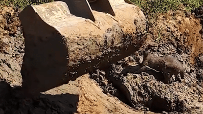 Kangoeroe 'bedankt' graafmachine die hem redt uit modderig graf