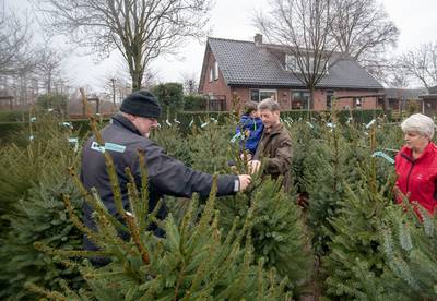 Iedereen wil weer een échte kerstboom uit Overberg
