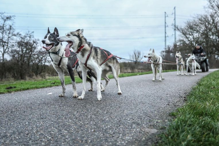 In De Ban Van Sledehonden Je Moet Een Goede Stofzuiger Hebben Het Parool