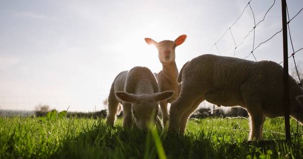Twee schapen doodgebeten bij kinderboerderij Het Kukelnest in Goor - Tubantia