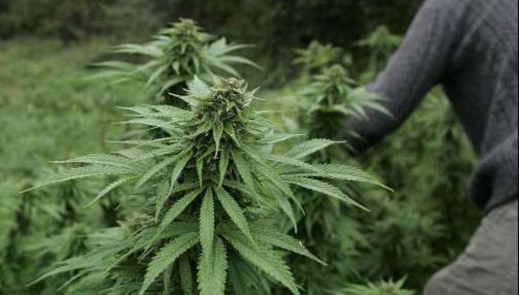Jaar cel voor cannabiskwekers in Riemst | Binnenland | Nieuws | HLN