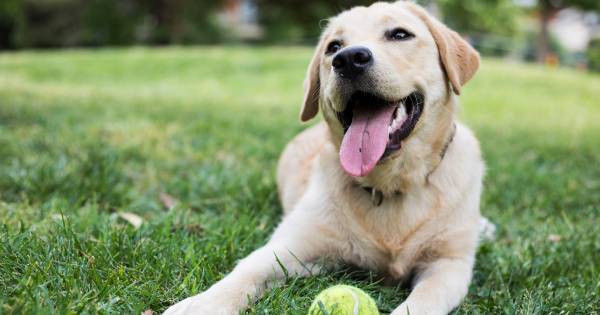 Zorgen over uitbreiding hondensportveld in Glane