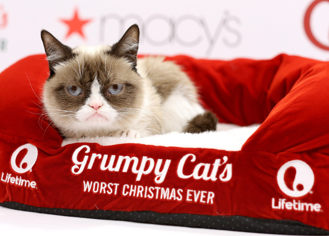 Grumpy Cat Le Chat Le Plus Riche Du Monde Foto 7sur7 Be