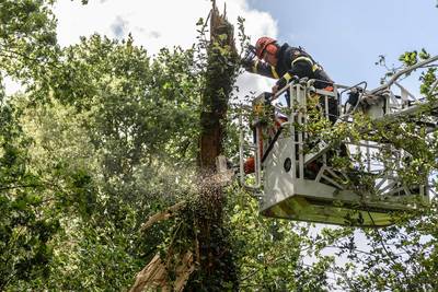 Brandweer ruimt afgebroken boom in Prinsenbeek op om erger te voorkomen