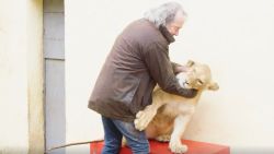 VIDEO: "Nog nooit ongeluk gehad, maar het kan altijd gebeuren": man houdt zeven leeuwen en tijgers als 'huisdier'