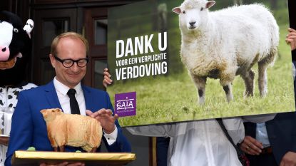 Al 51 klachten tegen verbod op onverdoofd slachten, maar Weyts houdt voet bij stuk