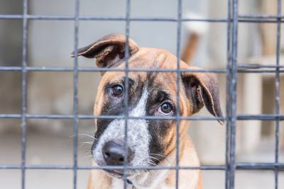 Aangifte tegen hondenhandelaar uit Diessen wegens import Oost-Europese puppy's