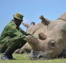 Zonder hulp is de Afrikaanse neushoorn snel uitgestorven