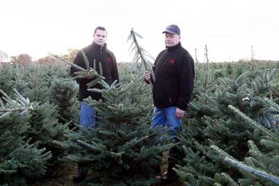 Kerstboomkweker voor tweede jaar op rij dupe van 'kerstboomterrorist'