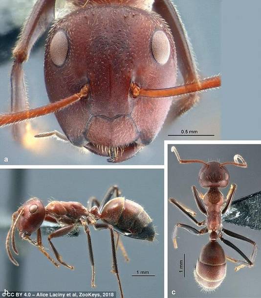 Grote werkers van de Colobopsis explodens hebben een hoekige kop, waarmee ze de ingang van het nest kunnen blokkeren