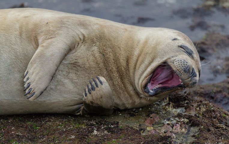 Comedy Wildlife Photography Awards.