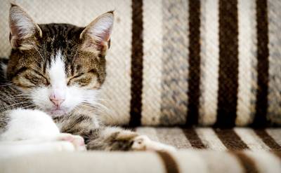 ‘Kattenvrouwtje’ in tranen na besluit rechter: maximaal twee huisdieren