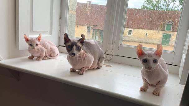 How Cats Conquered the World