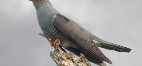 The cuckoo has disappeared on farmland