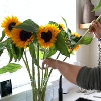 “Zo blijven je zonnebloemen veel langer mooi”