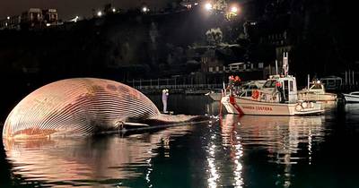 Italiaanse kustwacht heeft handen vol met walviskadaver van 70 ton