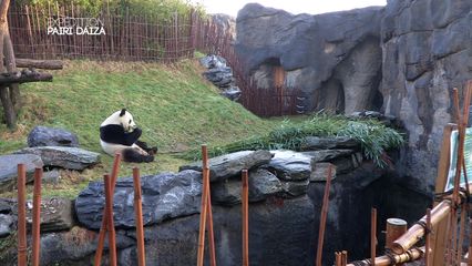 4. Les pandas sont en période de reproduction