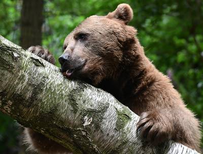 Ouwehands verrast door aanval beren in Nuenen: ‘Beer en wolf gaan goed samen’