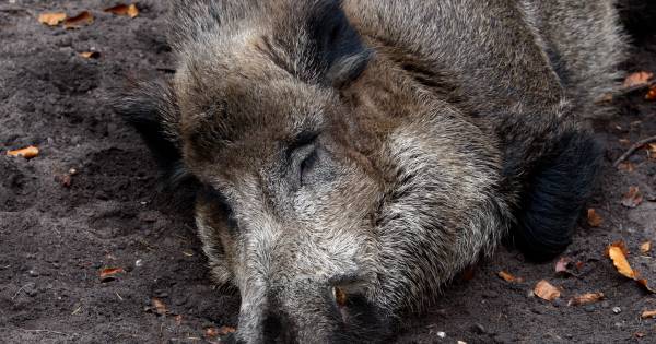 Mysterieuze zwijnensterfte op Veluwe: experts staan voor raadsel - De Gelderlander