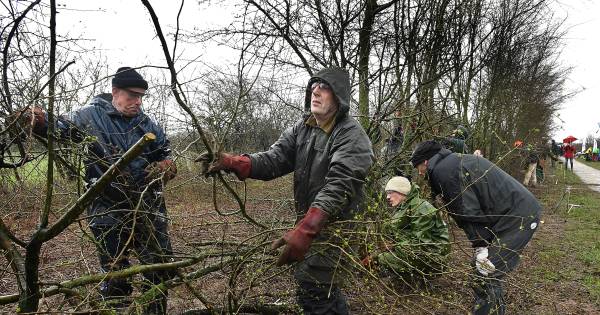 Stormachtige editie van het NK Maasheggenvlechten: ‘We moeten het ermee doen’